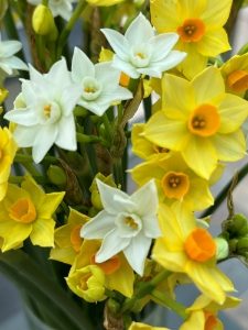 30 Cornish Scented Narcissi by Post