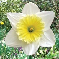 Ice Follies Daffodil