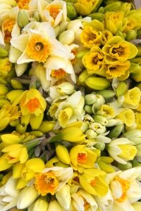 Daffodil Bulk Box - 3200 Stems