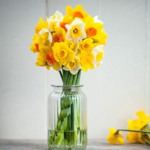 30 Daffodils