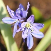 Scilla Siberica