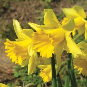 Rijnveld's Early Sensation Daffodil / Narcissi