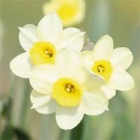 Minnow Miniature Daffodil / Narcissi