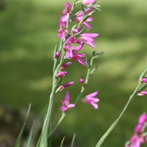 Gladiolus Byzantinus