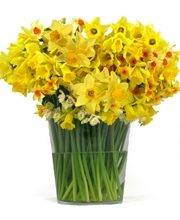 Daffodil Event Box - 350 Stems