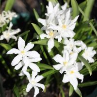 Chionodoxa Lucilliae Alba 2