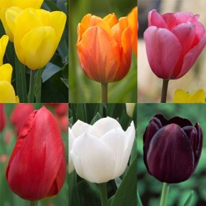 Colourful Tulip Collection