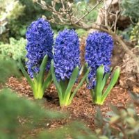 Indoor Hyacinth Collection 