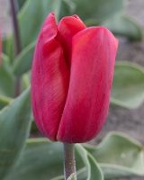 Ruby Prince Tulip Bulbs