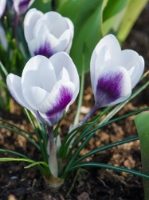 Prins Claus (small flowering) Crocus Bulbs