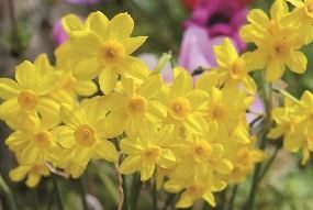 Miniature daffodils