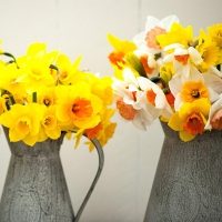100 Daffodils