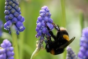 Muscari