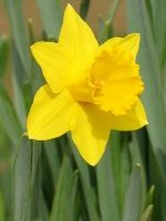 Penkivel Cornish Daffodil Bulb Collection