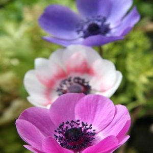 Anemone De Caen