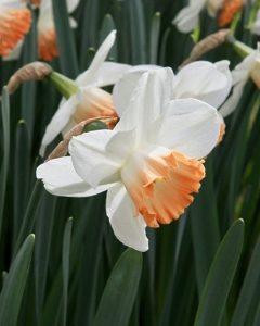 Pink Charm Daffodil  Bulbs