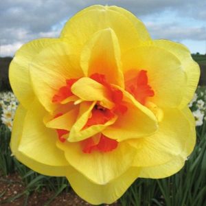 Tahiti Daffodil / Narcissi
