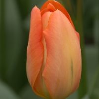 Orange Emperor Tulip Bulbs