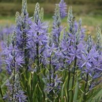 Camassia Blue