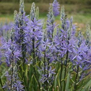 Camassia Blue