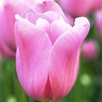 Mistress Tulip Bulbs