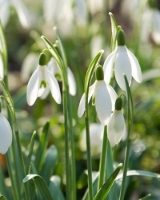 Snowdrop Galanthus Nivalis Bulbs