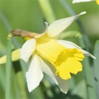 Lobularis Miniature Daffodil / Narcissi