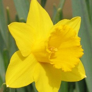 St Keverne Daffodil