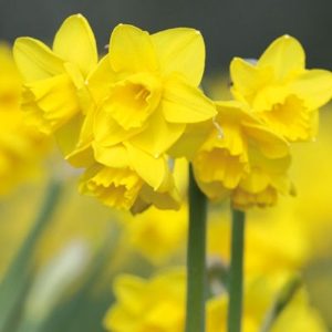 Quail Miniature Daffodil / Narcissi