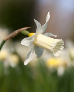 Elka Daffodil Bulbs