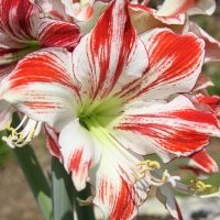 Amaryllis Apple Blossom