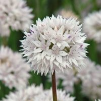 Allium graceful beauty 400x