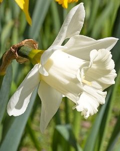 Mount Hood Daffodil Bulbs