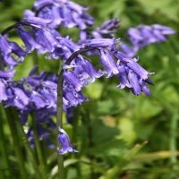 Bluebells