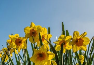Daffodil advice