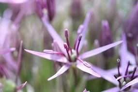 Allium Christophii bulbs