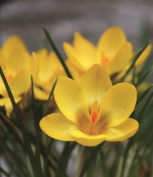 Early Spring Flowering Collection