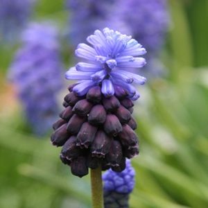 Muscari Latifolium