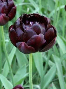 Black Hero Tulip Bulbs