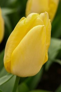 Sunny Prince Tulip Bulbs