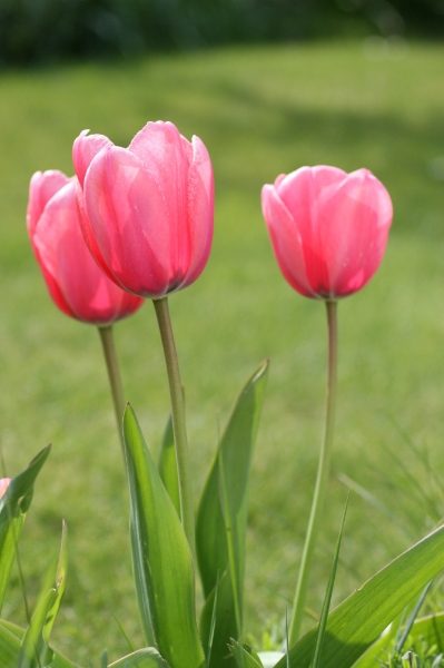 Colourful Tulip Collection