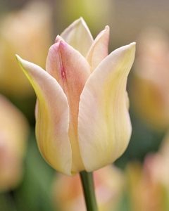 Elegant Lady Tulip Bulbs