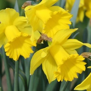 Buy Daffodil Bulbs online for UK delivery from September onwards