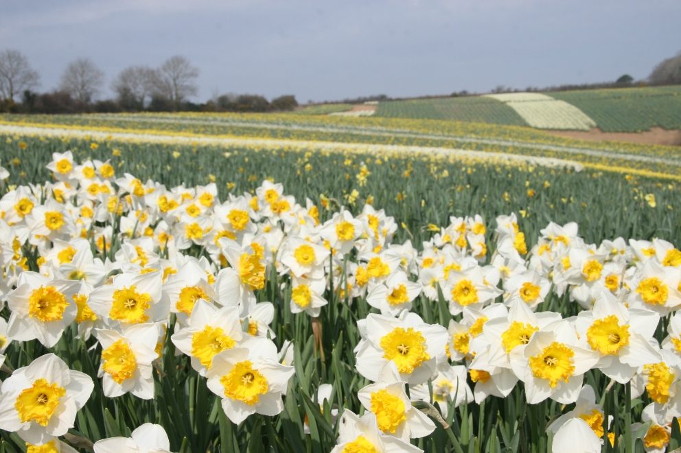 Fentongollan Farm in Cornwall - Fresh cut Cornish flowers, vegetable ...