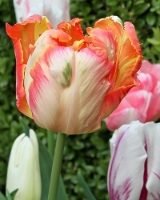 Parrot King Tulip Bulbs