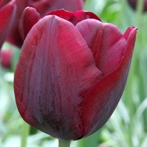 Ronaldo Tulip Bulbs