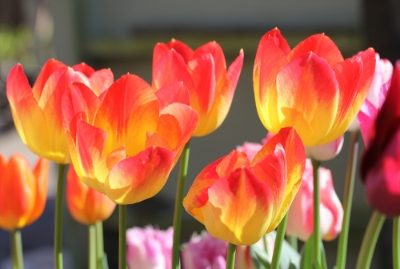 Suncatcher tulips
