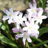 Chionodoxa Pink Giant