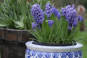 Hyacinths