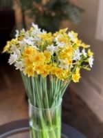 100 Cornish Scented Narcissi 